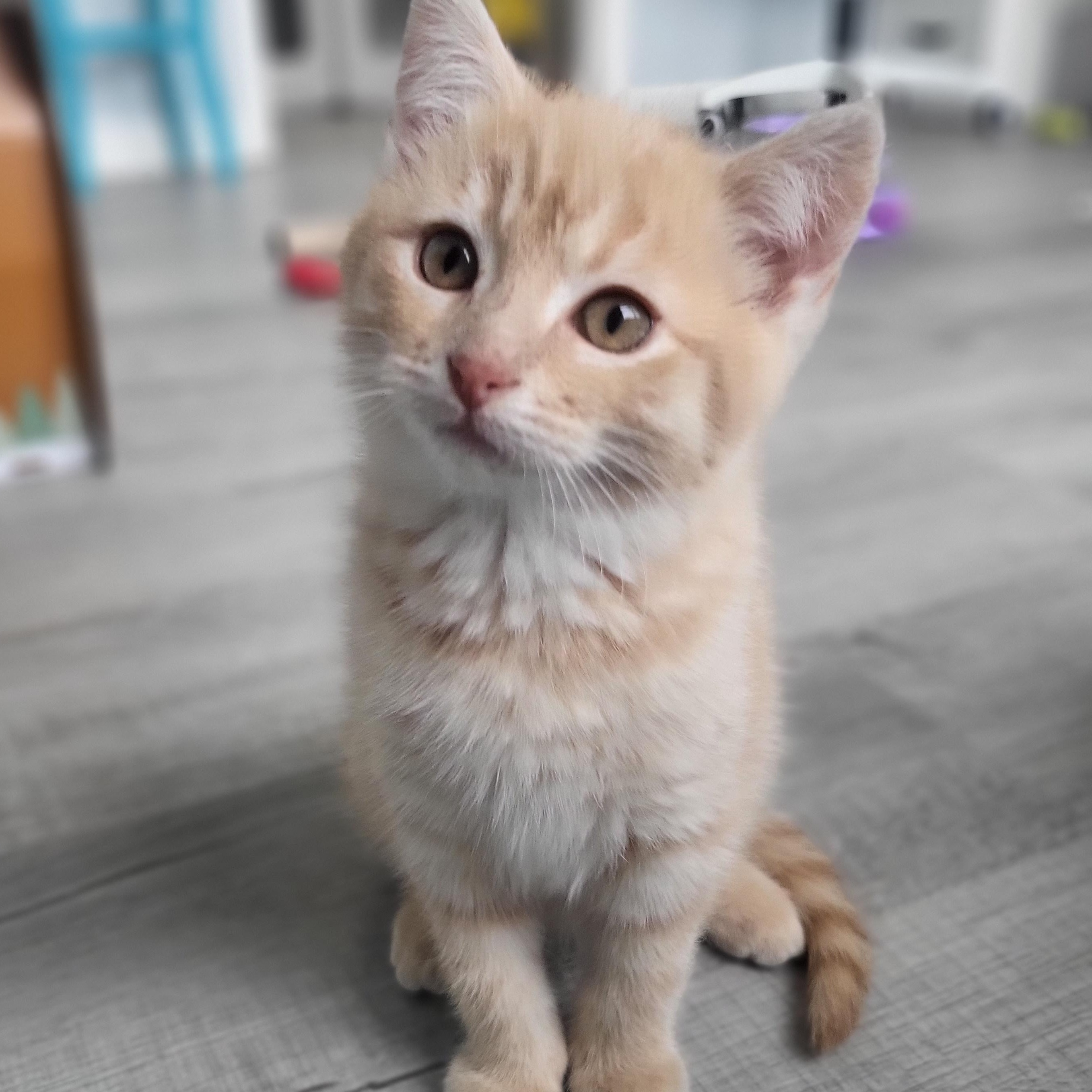 Spongebob & Patrick *bonded brothers, an adopted Domestic Short Hair in Greenwood, IN image 5/6