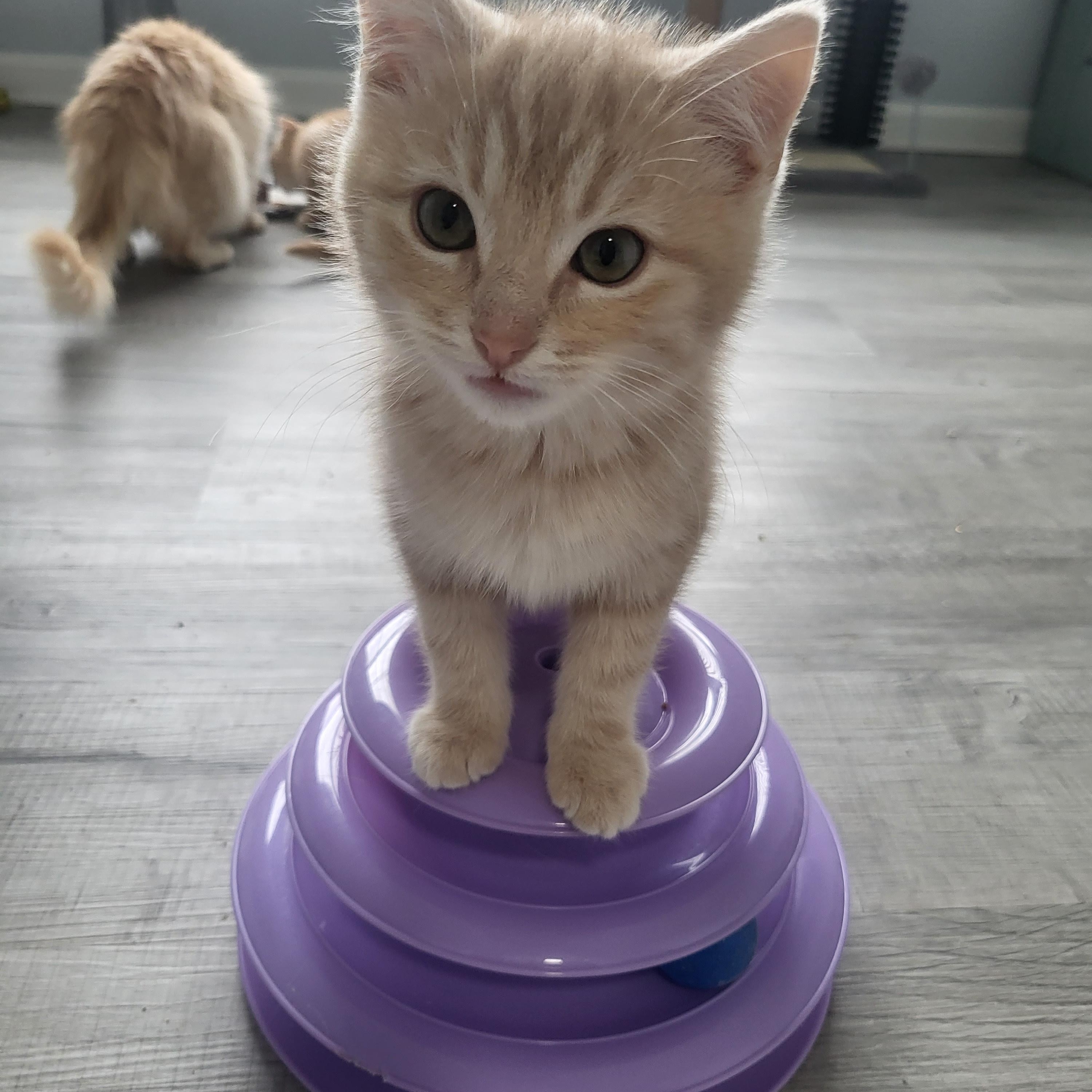 Spongebob & Patrick *bonded brothers, an adopted Domestic Short Hair in Greenwood, IN image 4/6