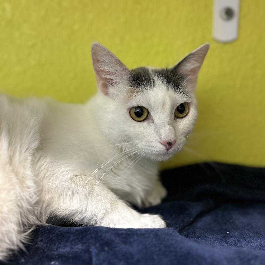 Sprinkle, a Adoptable Domestic Long Hair in Fresno, CA image 1/4
