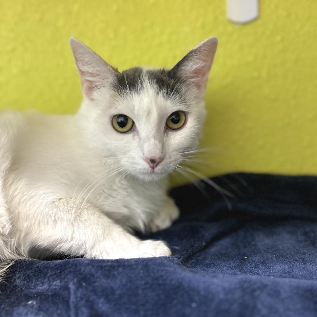 Sprinkle, a Adoptable Domestic Long Hair in Fresno, CA image 2/4