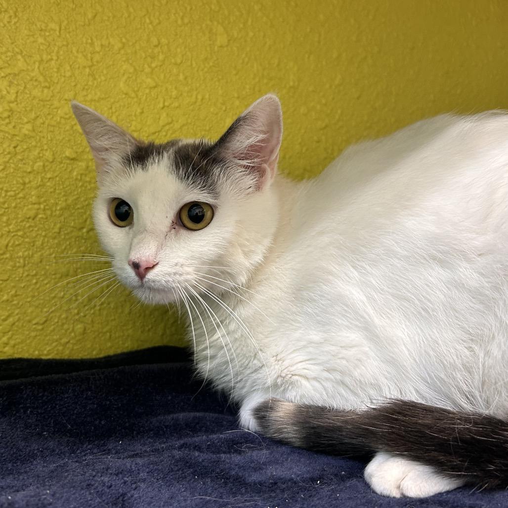 Sprinkle, a Adoptable Domestic Long Hair in Fresno, CA image 3/4