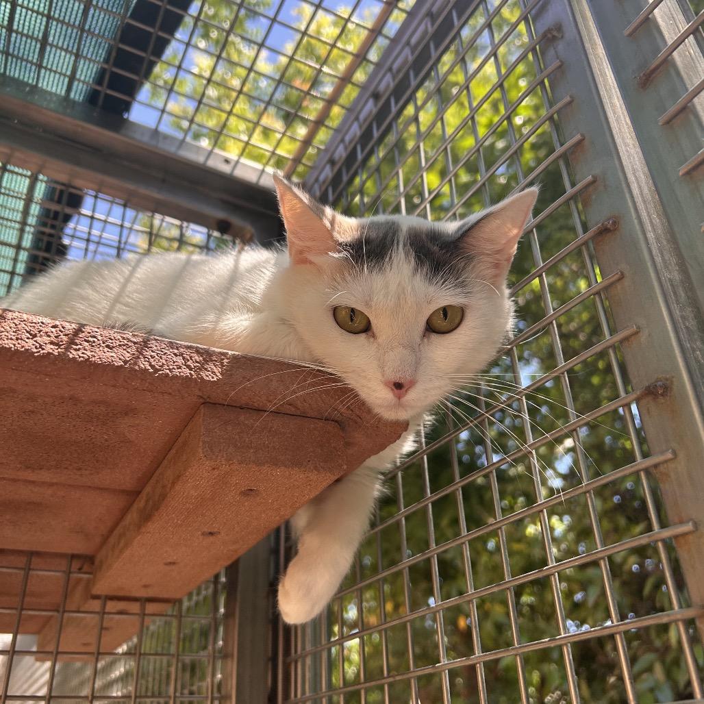 Sprinkle, a Adoptable Domestic Long Hair in Fresno, CA image 4/4