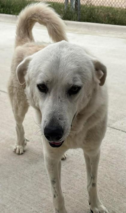 Foxtrot, Adoptable, Adult Male Great Pyrenees & Mixed Breed.