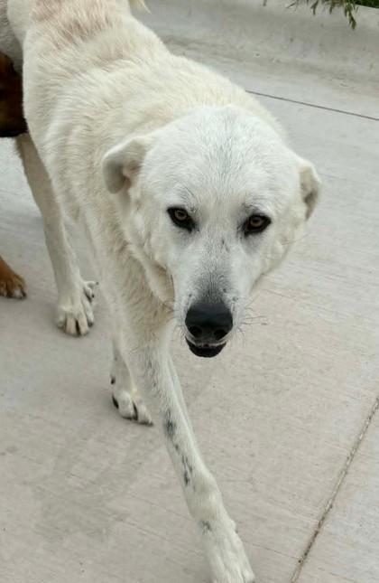 Enlarge Foxtrot, a Adoptable mixed breed in Lampasas, TX image 2/3