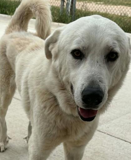 Enlarge Foxtrot, a Adoptable mixed breed in Lampasas, TX image 3/3