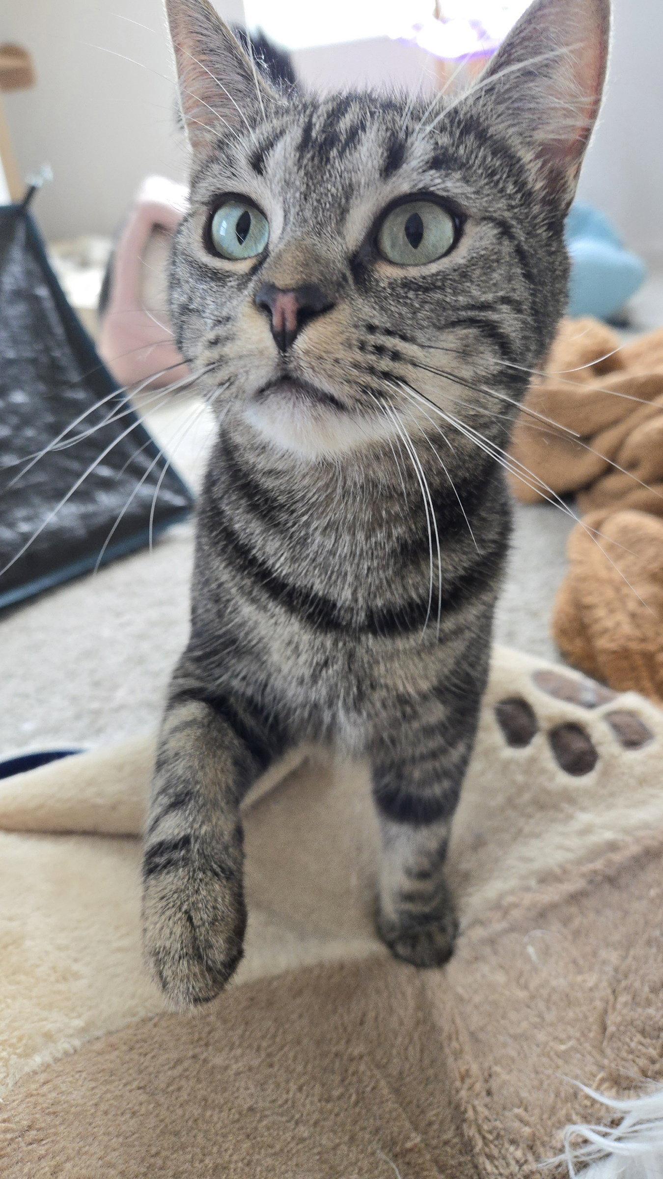 Nell, Adoptable, Young Female Domestic Short Hair.