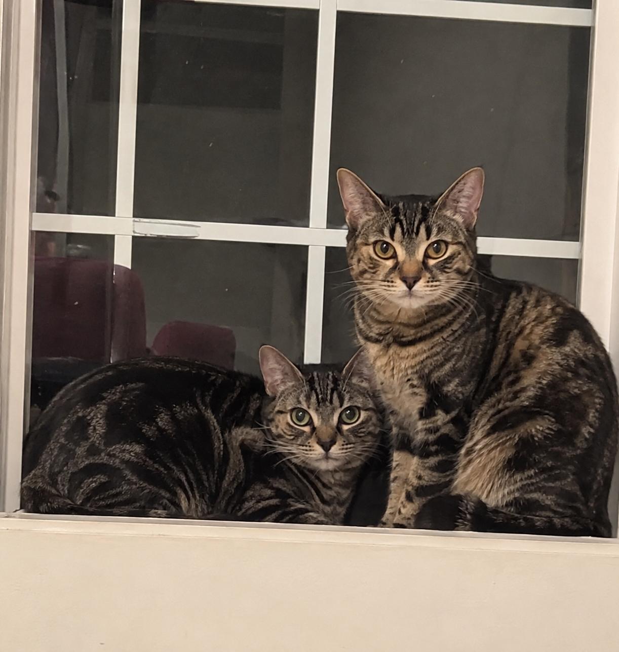 Nell and Theodora (bonded), Adoptable, Young Female Domestic Short Hair.