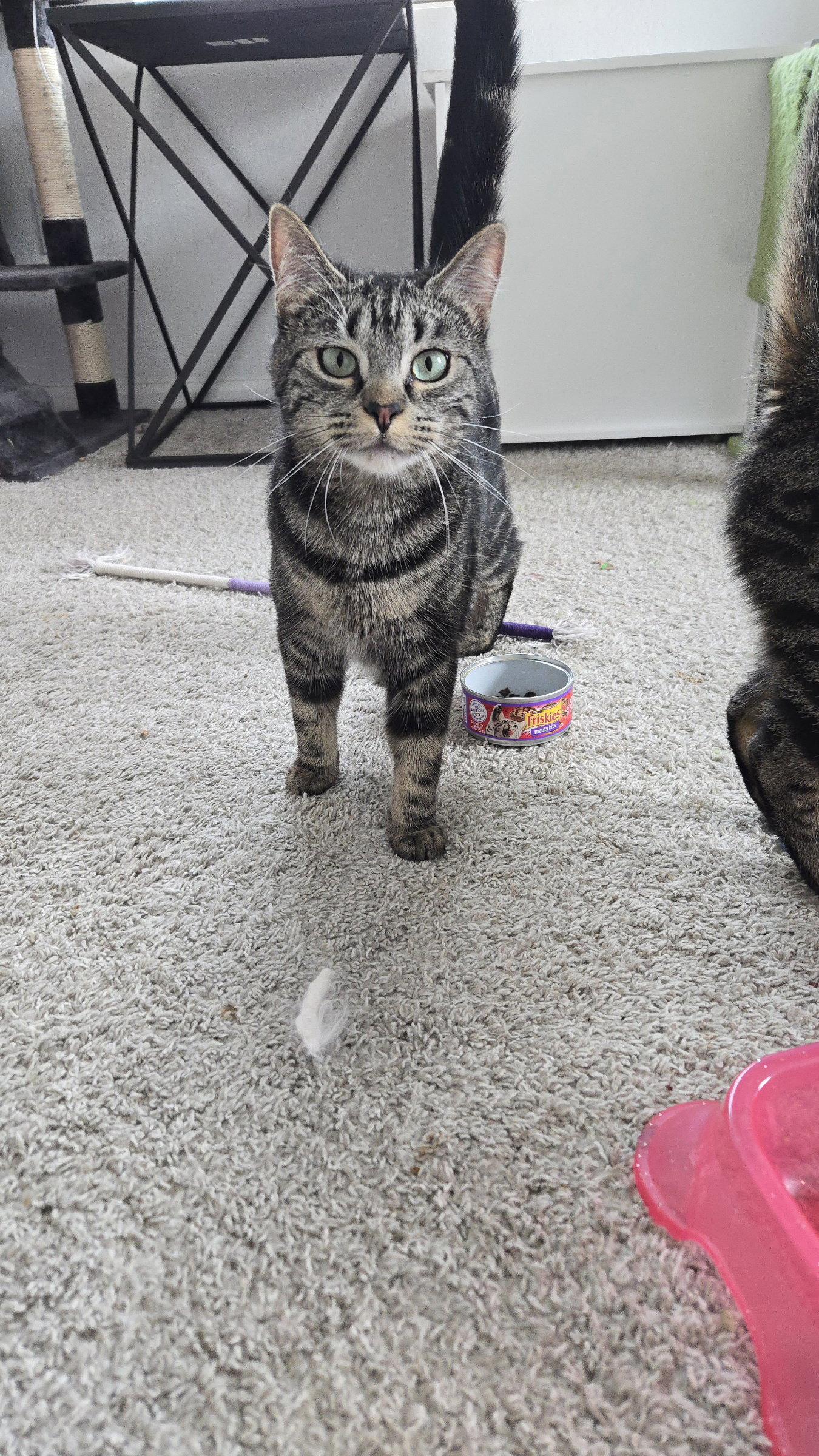 Enlarge Nell, a Adoptable Domestic Short Hair in Aurora, CO image 2/2