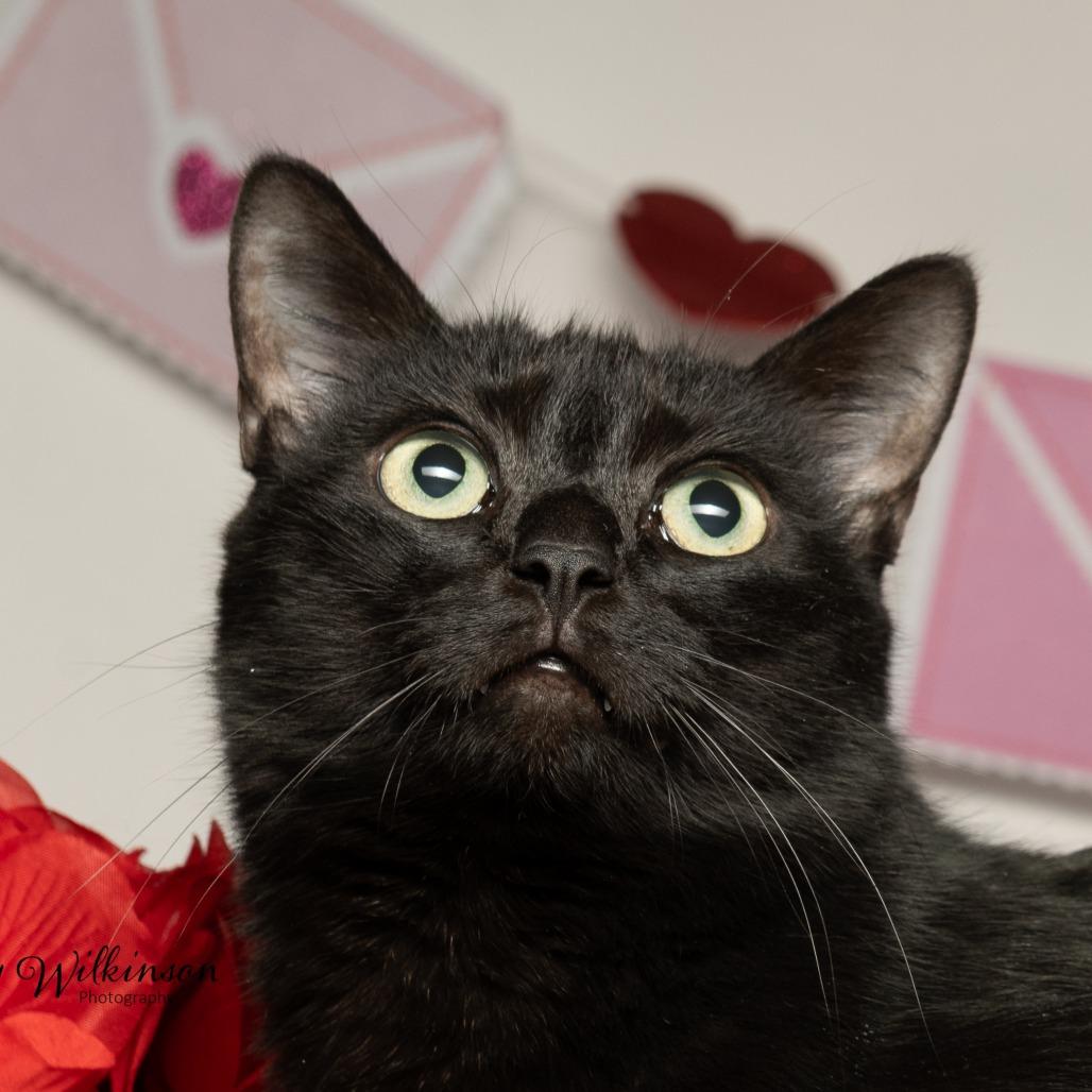 Eleanor, Adoptable, Adult Female Domestic Medium Hair.