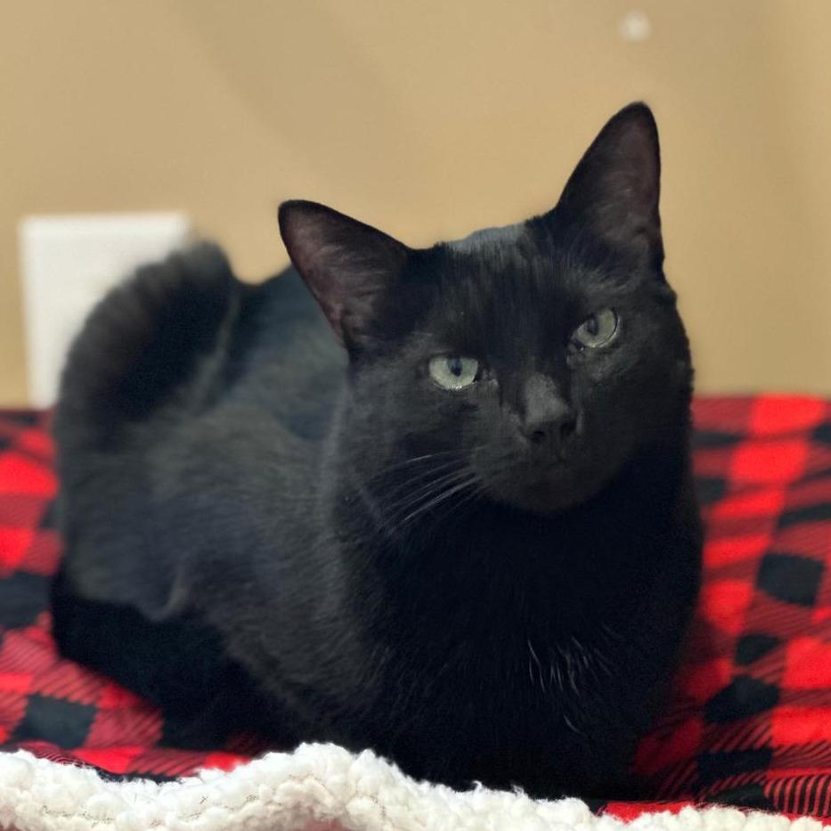 Eleanor, a Adoptable Domestic Medium Hair in Tipton, IN image 1/6