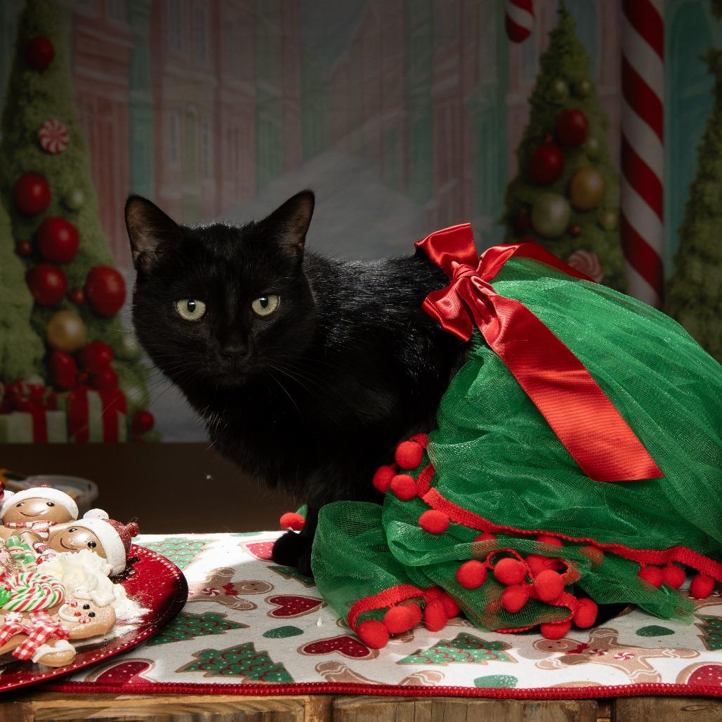 Eleanor, a Adoptable Domestic Medium Hair in Tipton, IN image 1/6