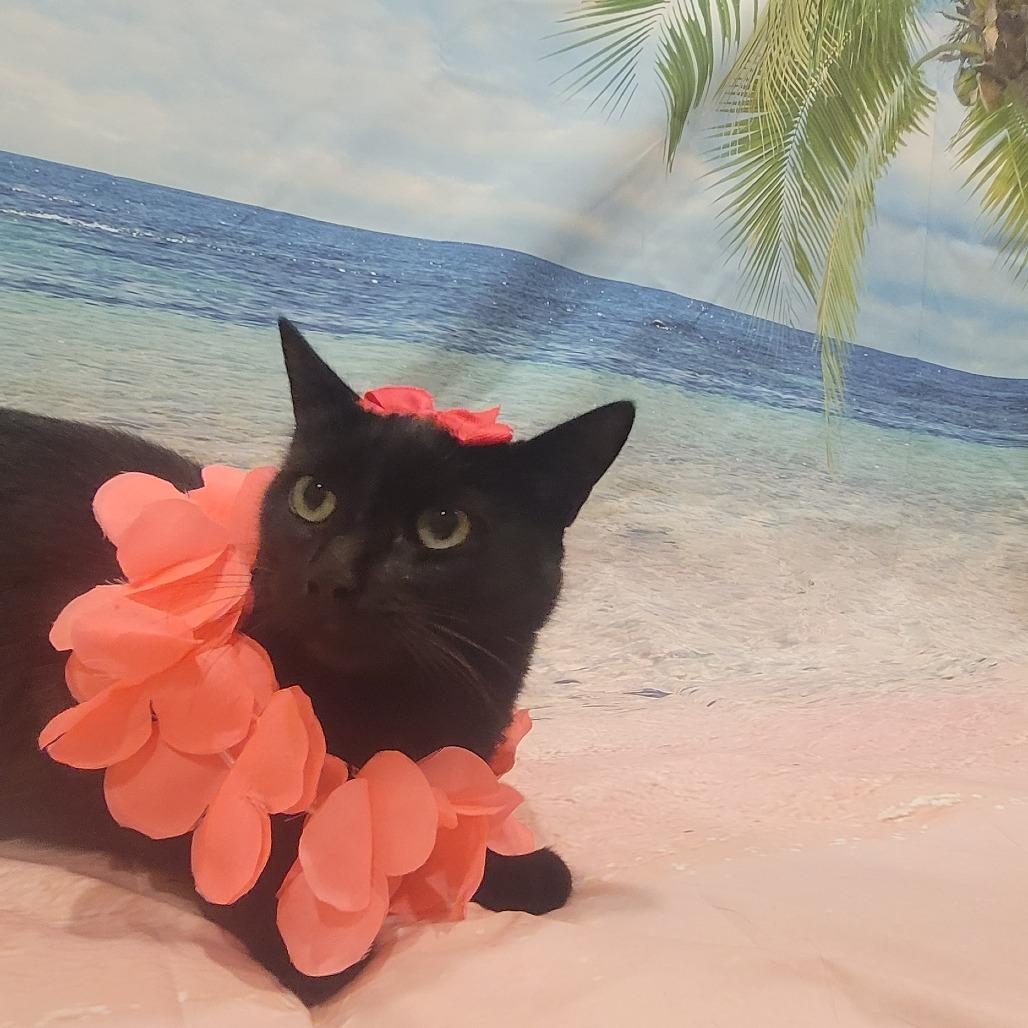 Eleanor, Adoptable, Adult Female Domestic Medium Hair.