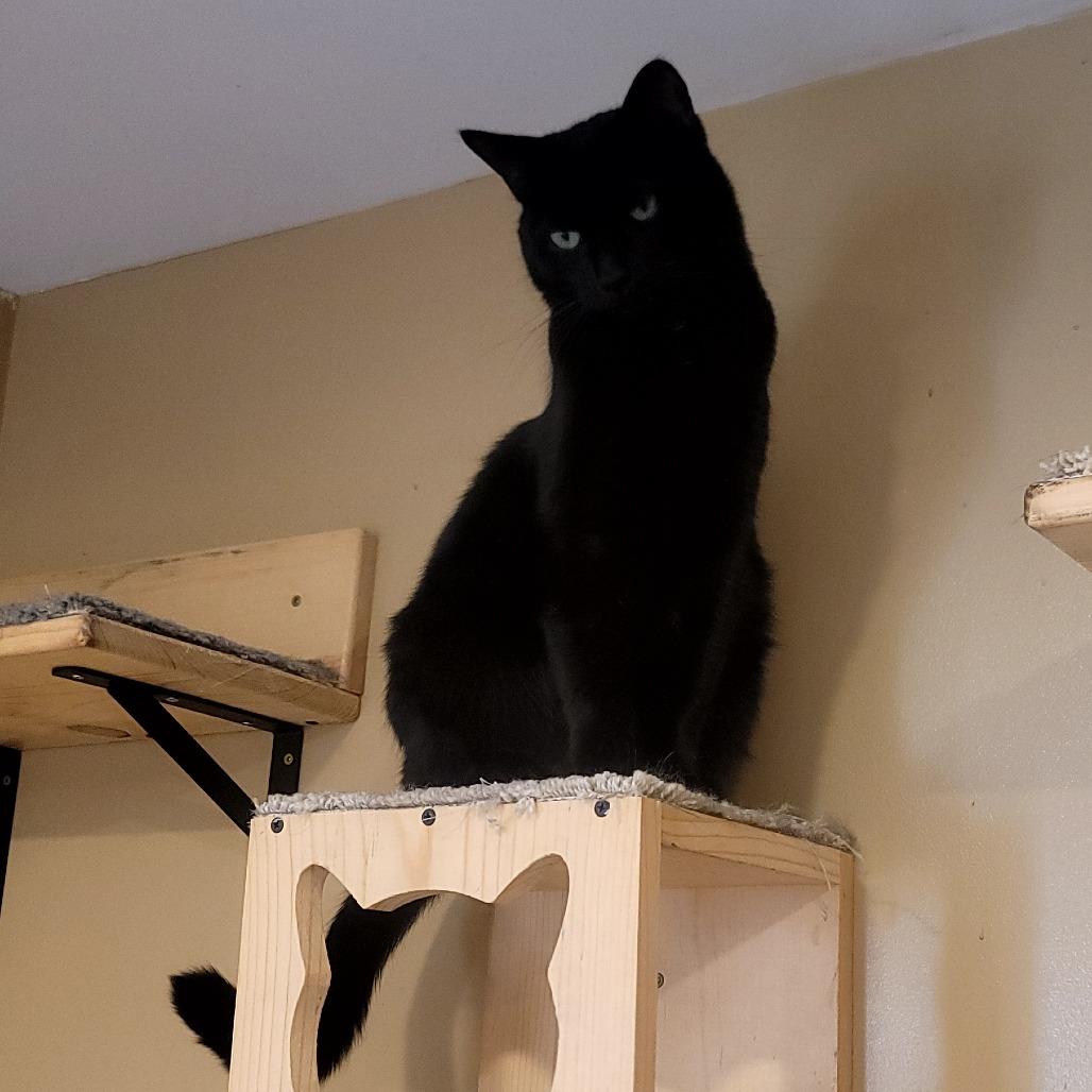 Enlarge Eleanor, a Adoptable Domestic Medium Hair in Tipton, IN image 2/6