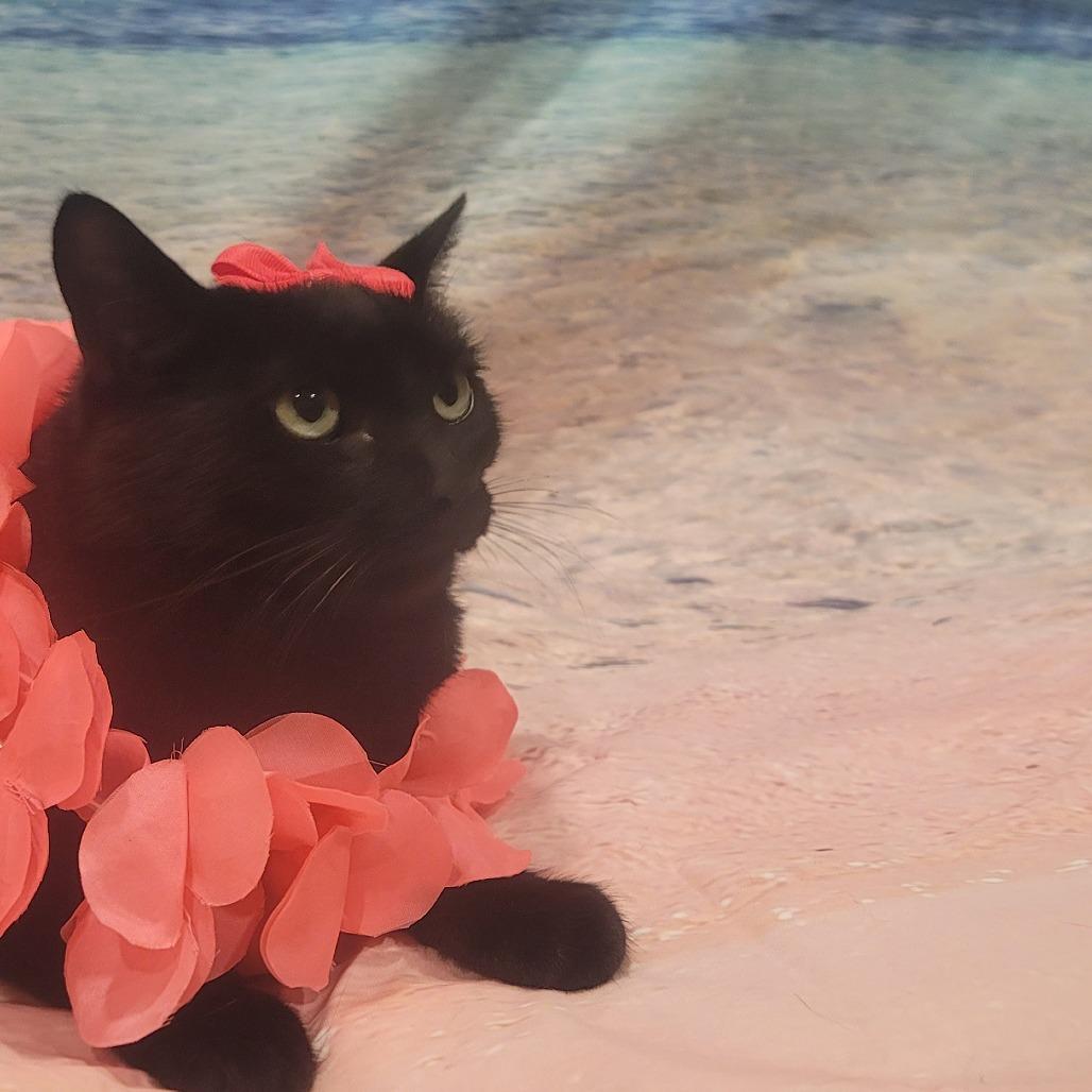 Eleanor, a Adoptable Domestic Medium Hair in Tipton, IN image 3/6