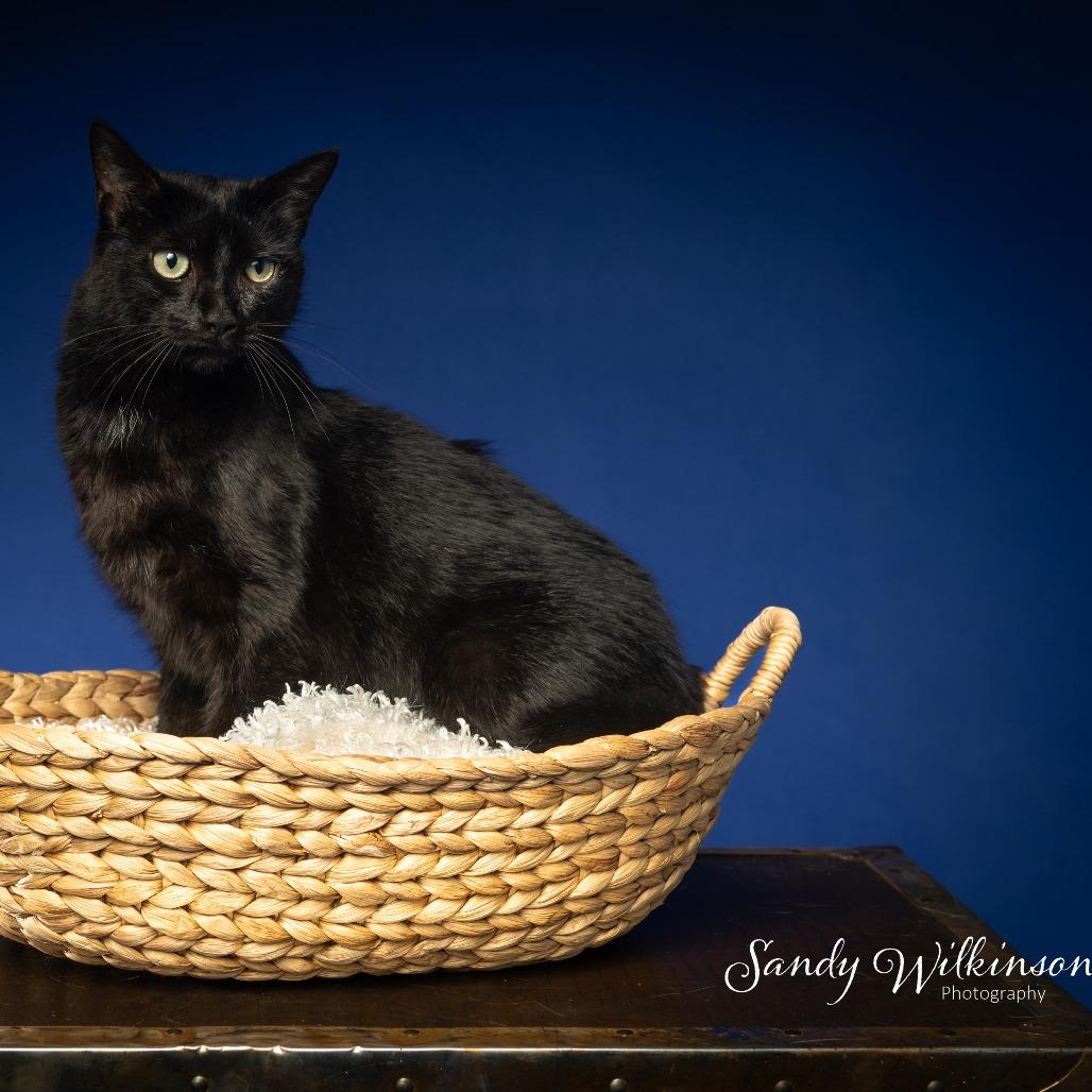 Enlarge Eleanor, a Adoptable Domestic Medium Hair in Tipton, IN image 4/6