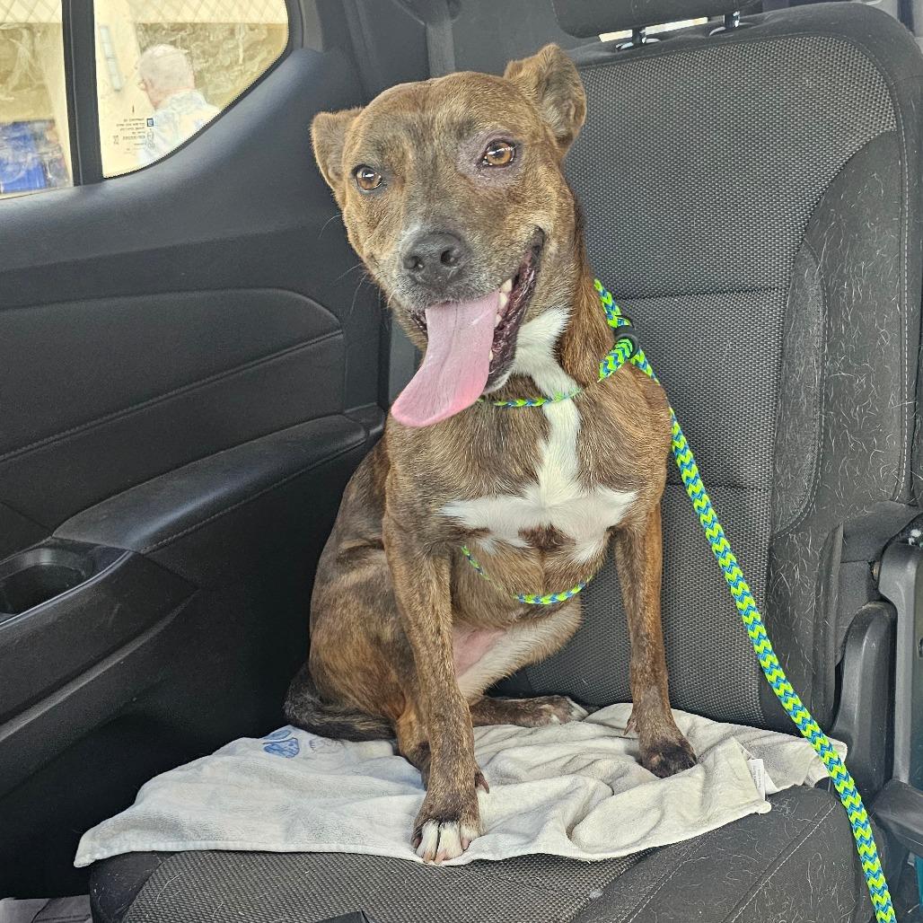 Enlarge Tinky Winky, a Adoptable mixed breed in Melrose, FL image 1/5
