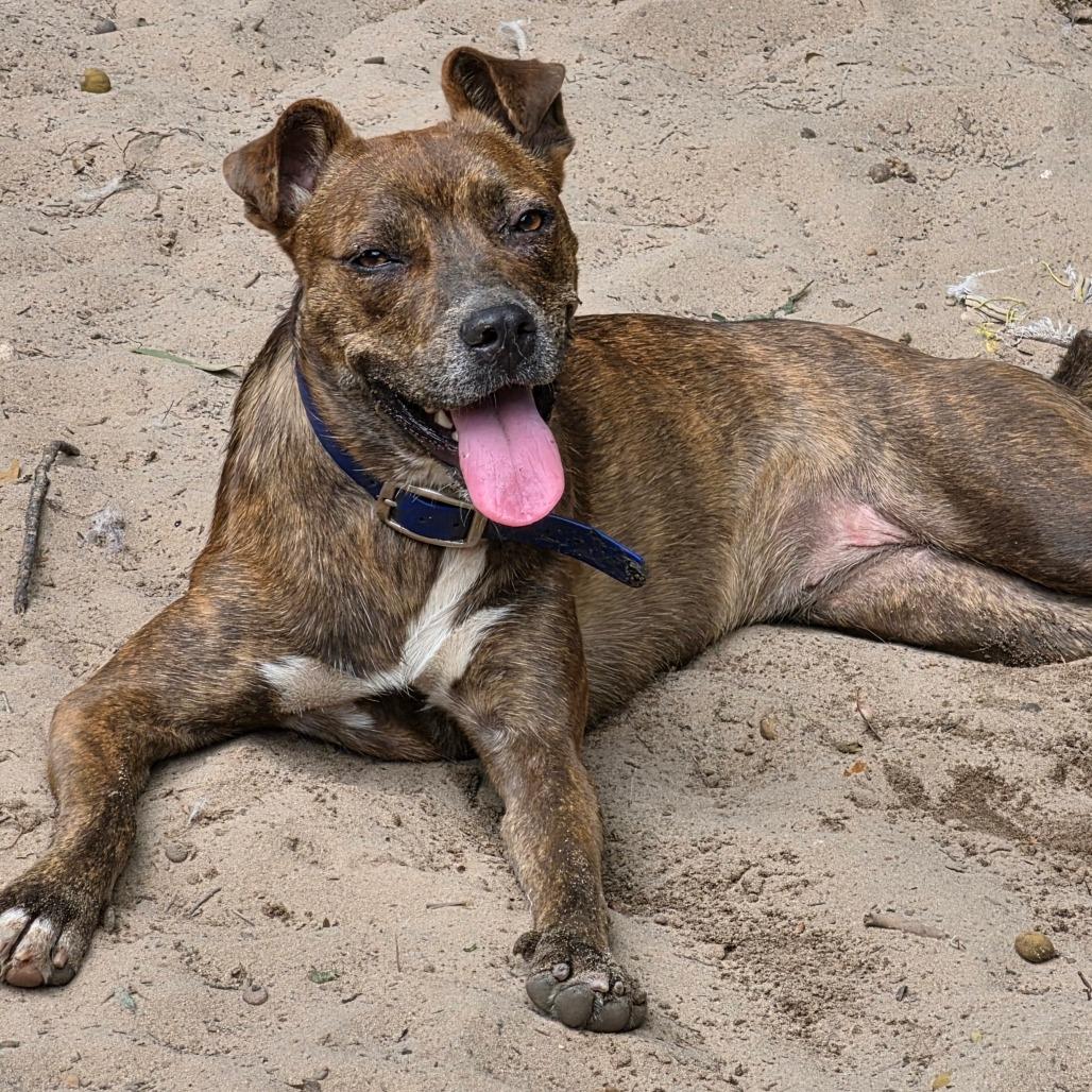 Enlarge Tinky Winky, a Adoptable mixed breed in Melrose, FL image 2/5