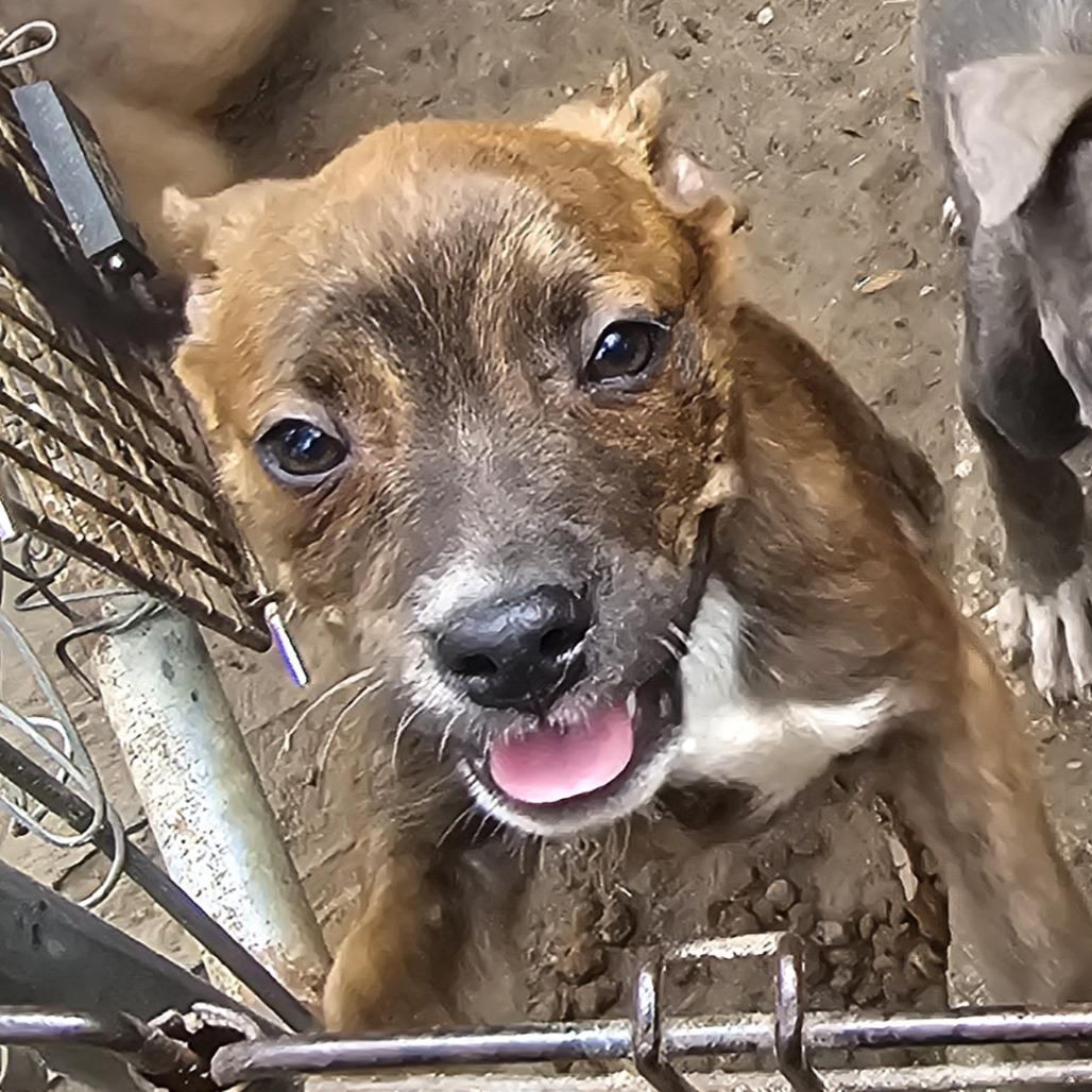 Enlarge Tinky Winky, a Adoptable mixed breed in Melrose, FL image 3/5
