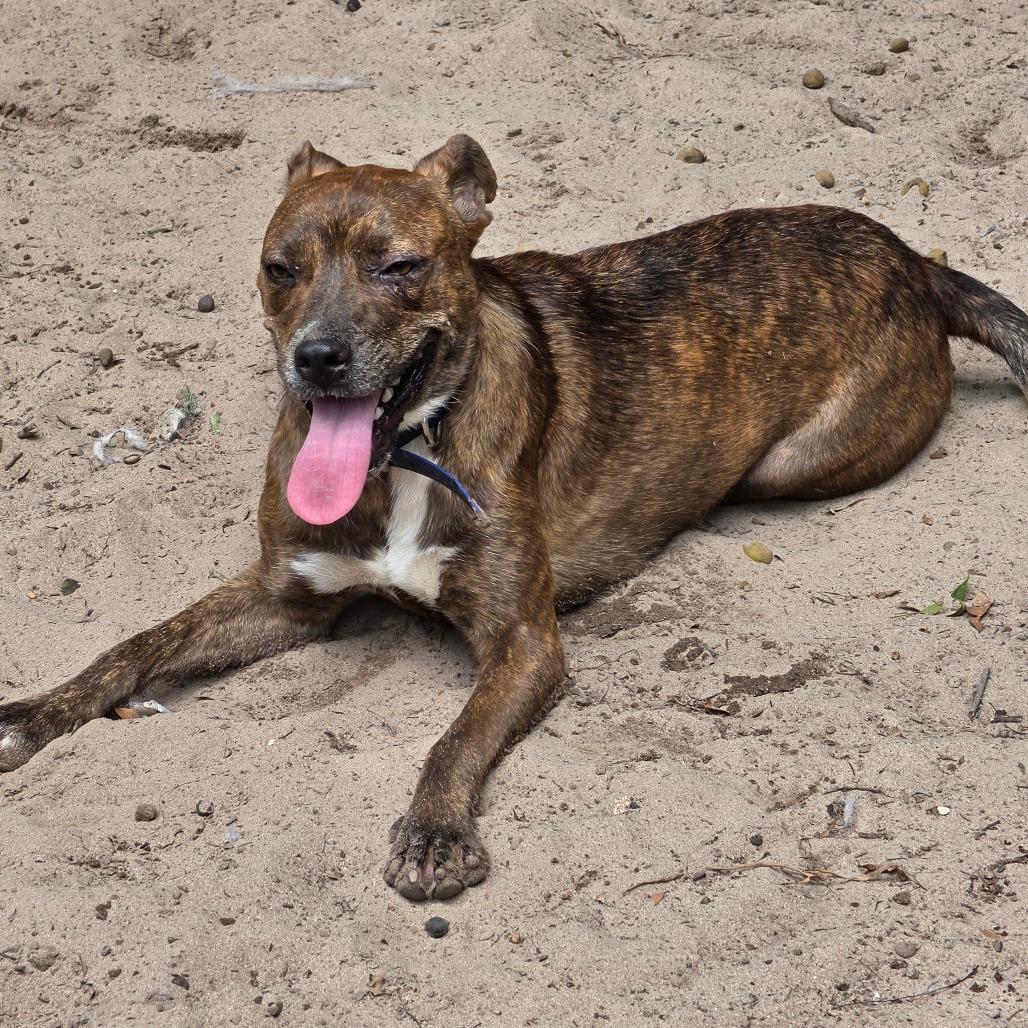 Enlarge Tinky Winky, a Adoptable mixed breed in Melrose, FL image 4/5