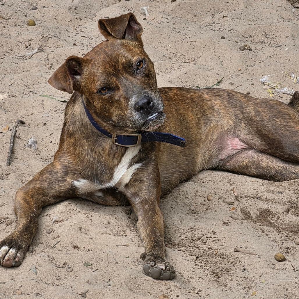 Enlarge Tinky Winky, a Adoptable mixed breed in Melrose, FL image 5/5