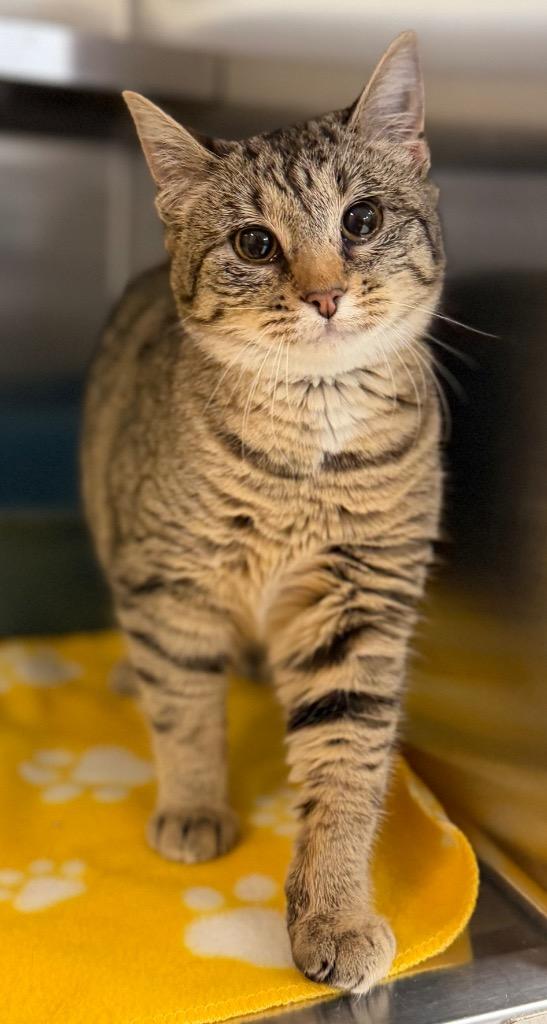 Enlarge Wyoming, a Adoptable Domestic Short Hair in Columbus, NE image 1/1