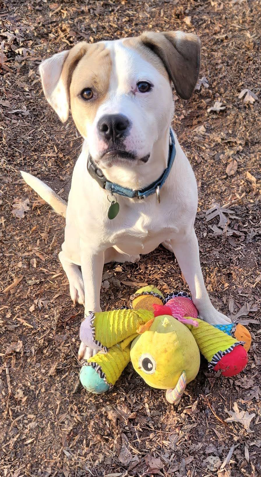 Buster, Adoptable, Young Male Boxer & Labrador Retriever.