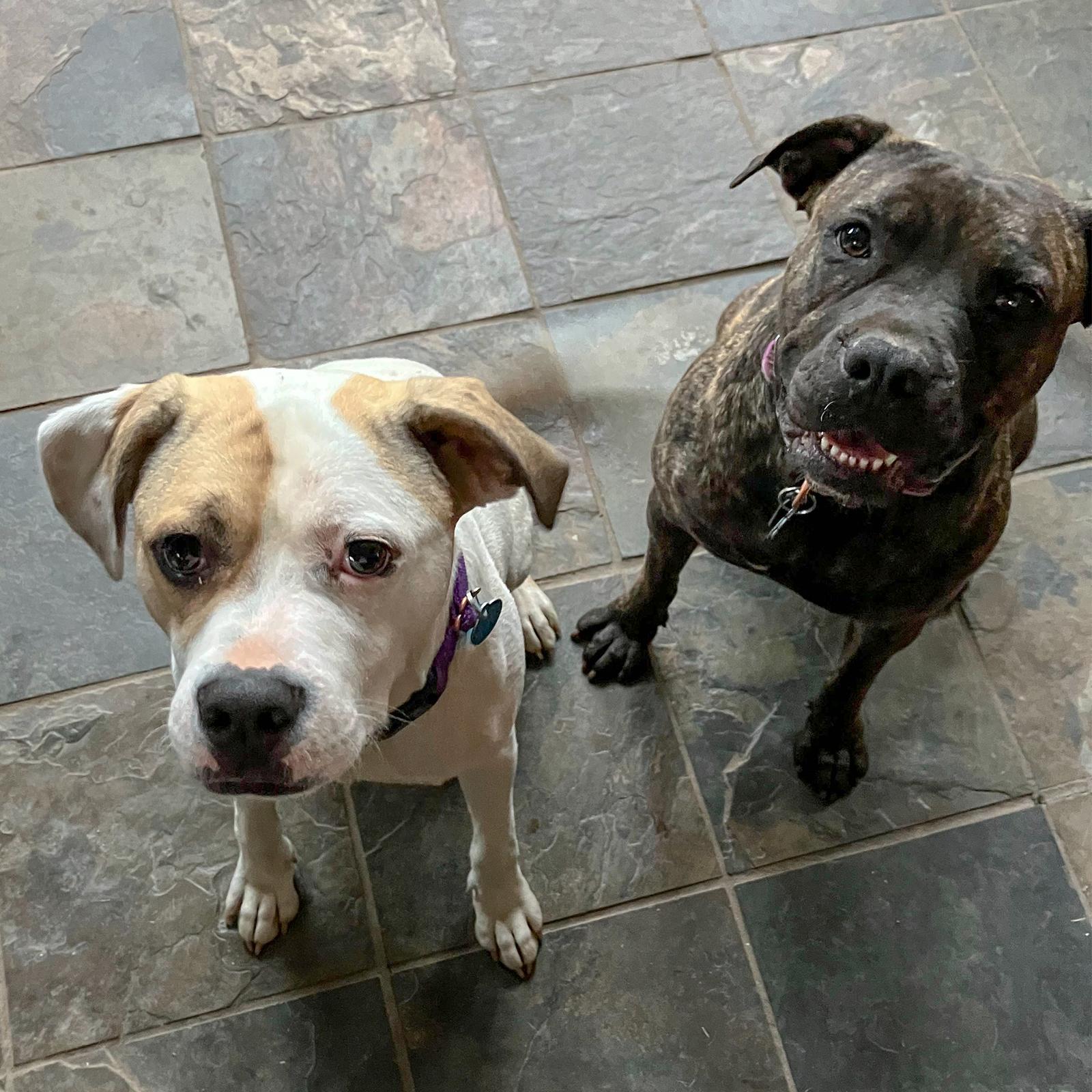 Buster, a Adoptable mixed breed in Arlington, VA image 2/3