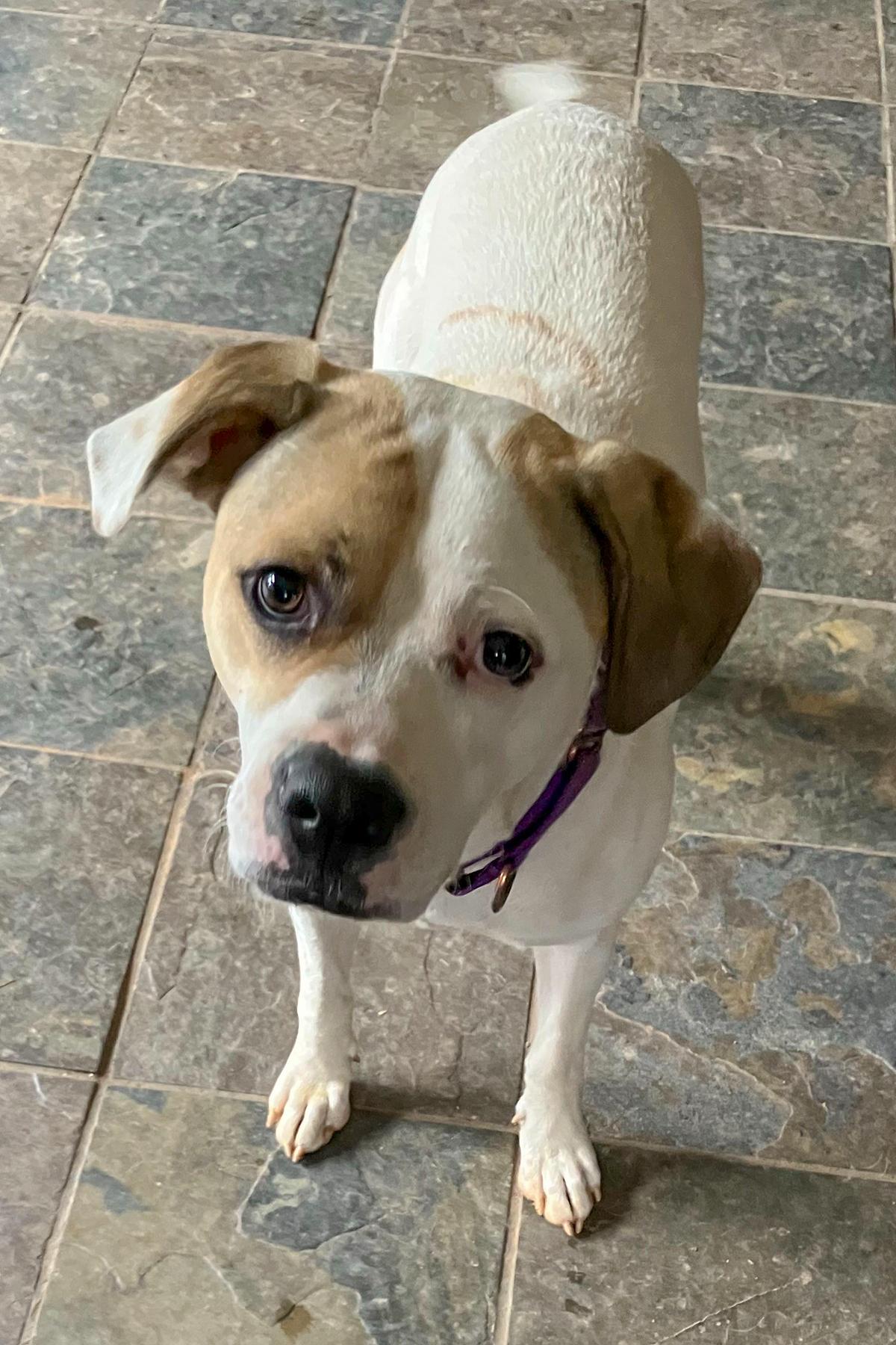 Buster, a Adoptable mixed breed in Arlington, VA image 3/3