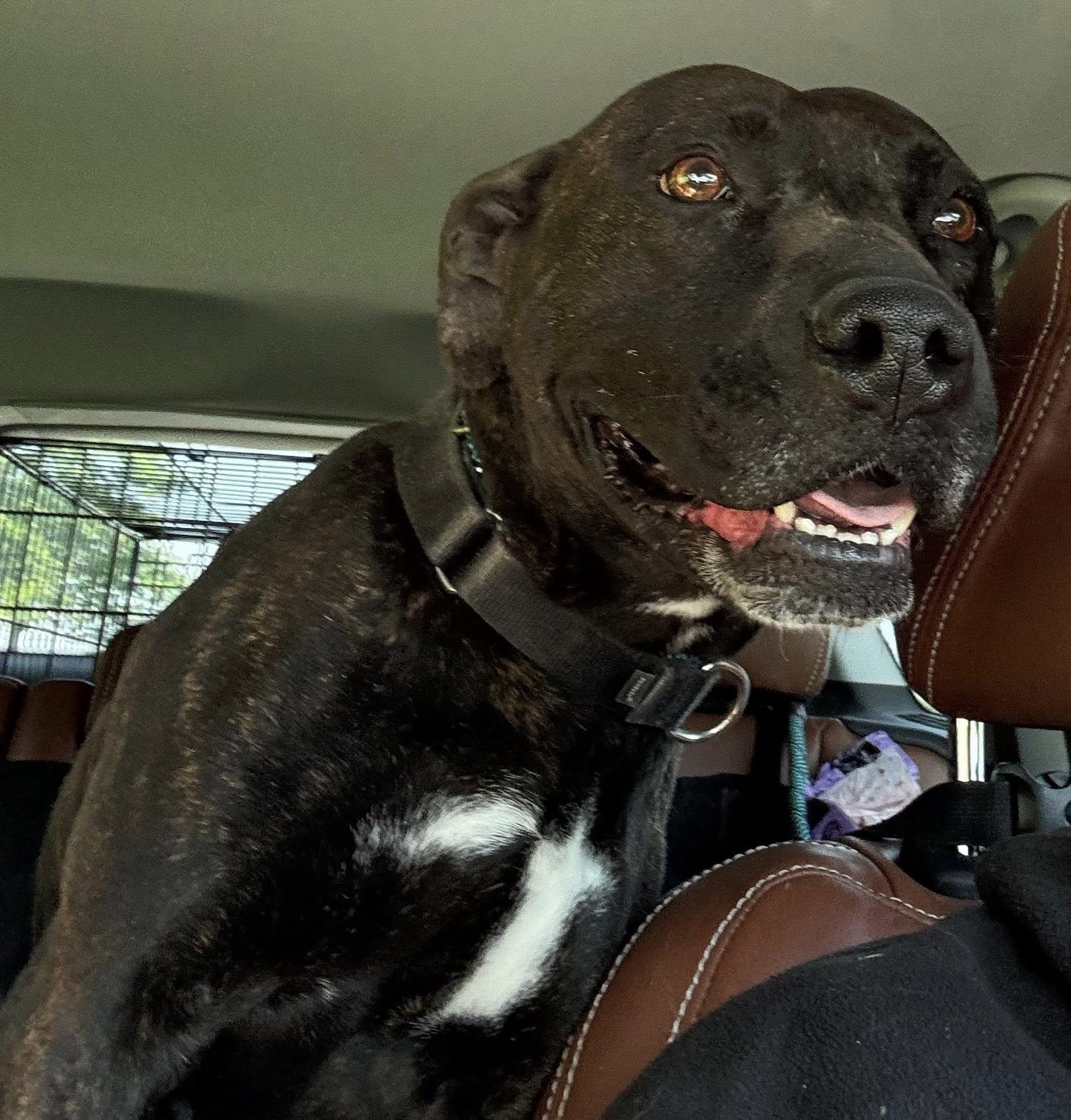 Enlarge Fergie, a Adopted mixed breed in Hummelstown, PA image 2/6