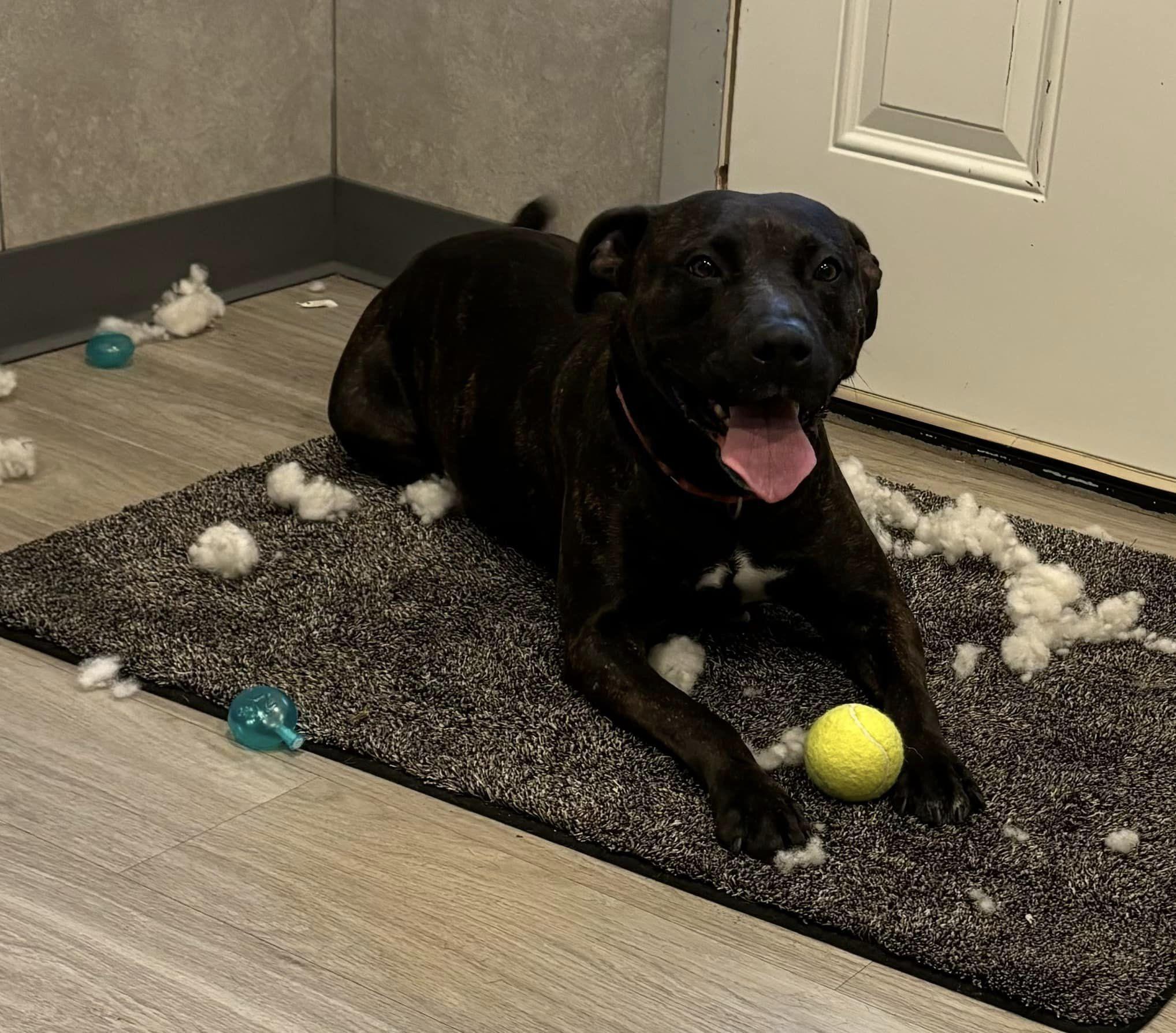 Enlarge Fergie, a Adopted mixed breed in Hummelstown, PA image 4/6