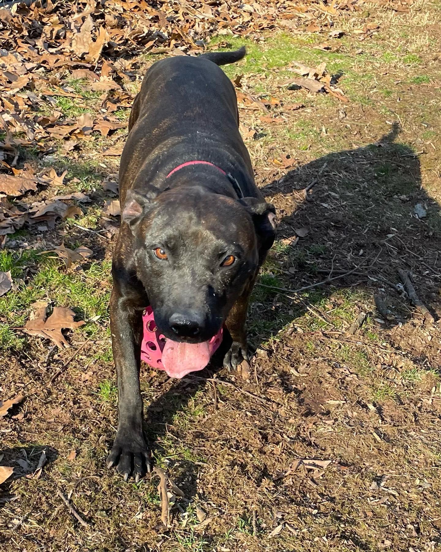 Enlarge Fergie, a Adopted mixed breed in Hummelstown, PA image 5/6
