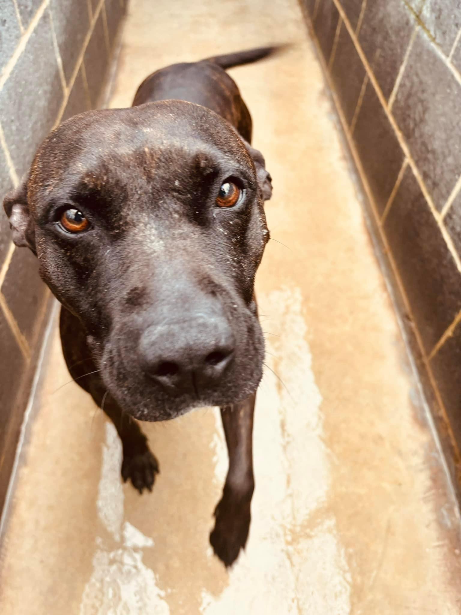 Enlarge Fergie, a Adopted mixed breed in Hummelstown, PA image 6/6