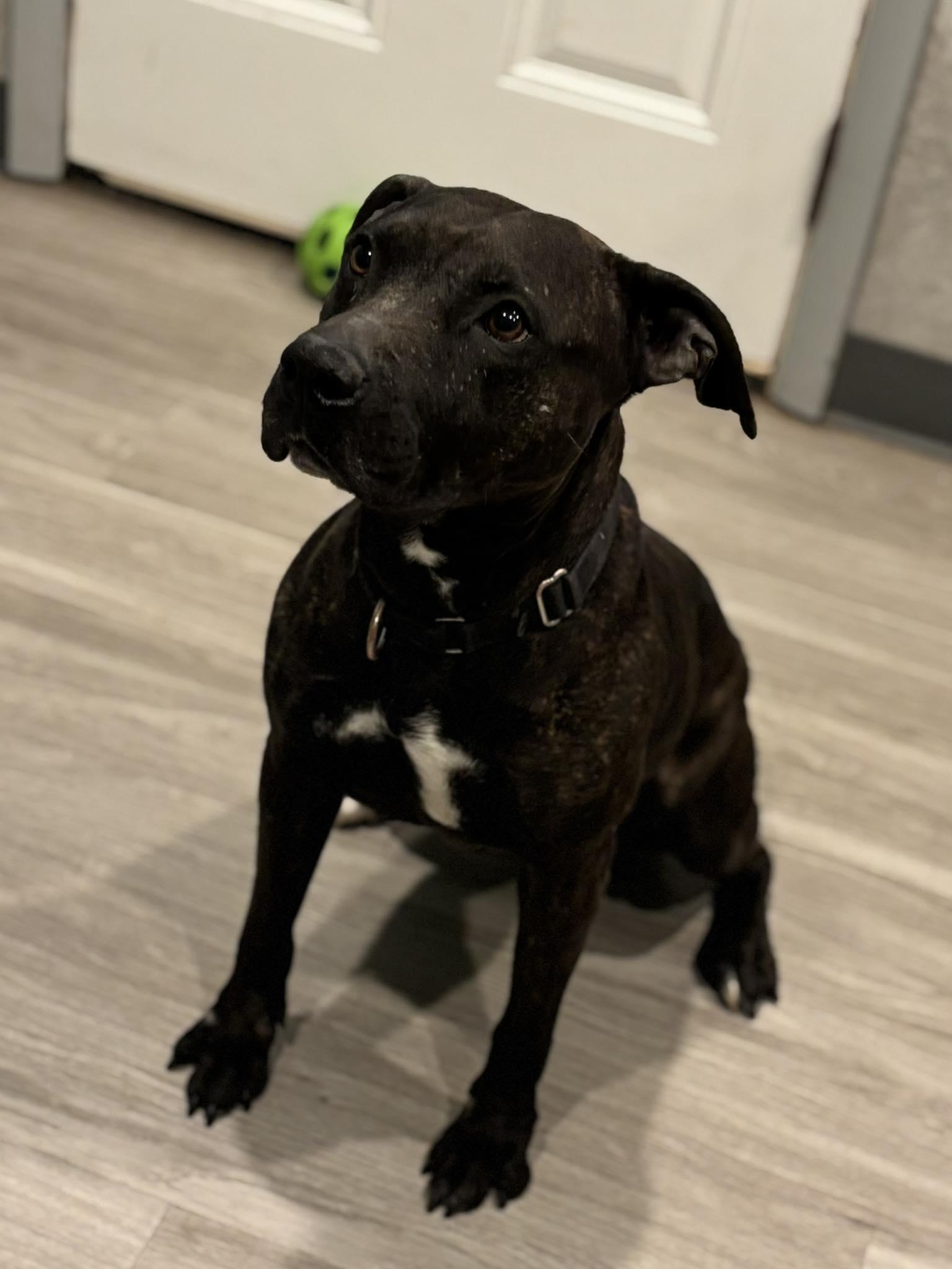 Enlarge Fergie, a Adopted mixed breed in Hummelstown, PA image 1/6