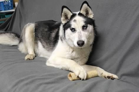 Enlarge Bessie, an adopted Husky in Pierre, SD image 3/3