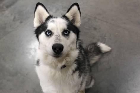 Enlarge Bessie, an adopted Husky in Pierre, SD image 1/3