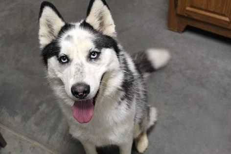 Enlarge Bessie, an adopted Husky in Pierre, SD image 2/3