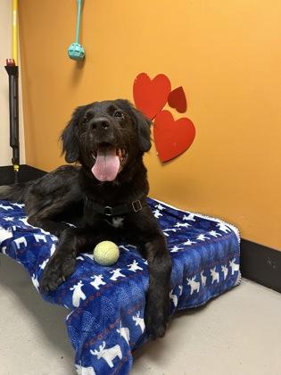 Lucia and Zazie, a ADOPTABLE mixed breed in Bellingham, WA image 2/5