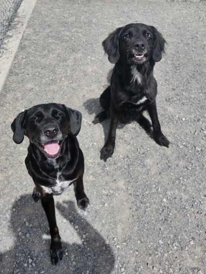 Lucia and Zazie, a ADOPTABLE mixed breed in Bellingham, WA image 5/5