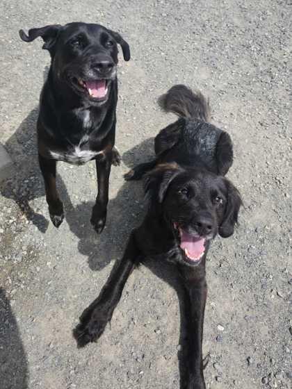 Lucia and Zazie, a ADOPTABLE mixed breed in Bellingham, WA image 3/5