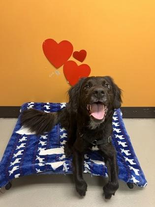 Lucia and Zazie, a ADOPTABLE mixed breed in Bellingham, WA image 4/5