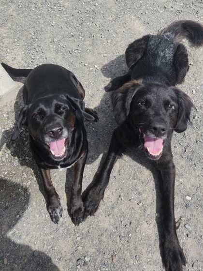 Lucia and Zazie, ADOPTABLE, Adult Male Labrador Retriever.