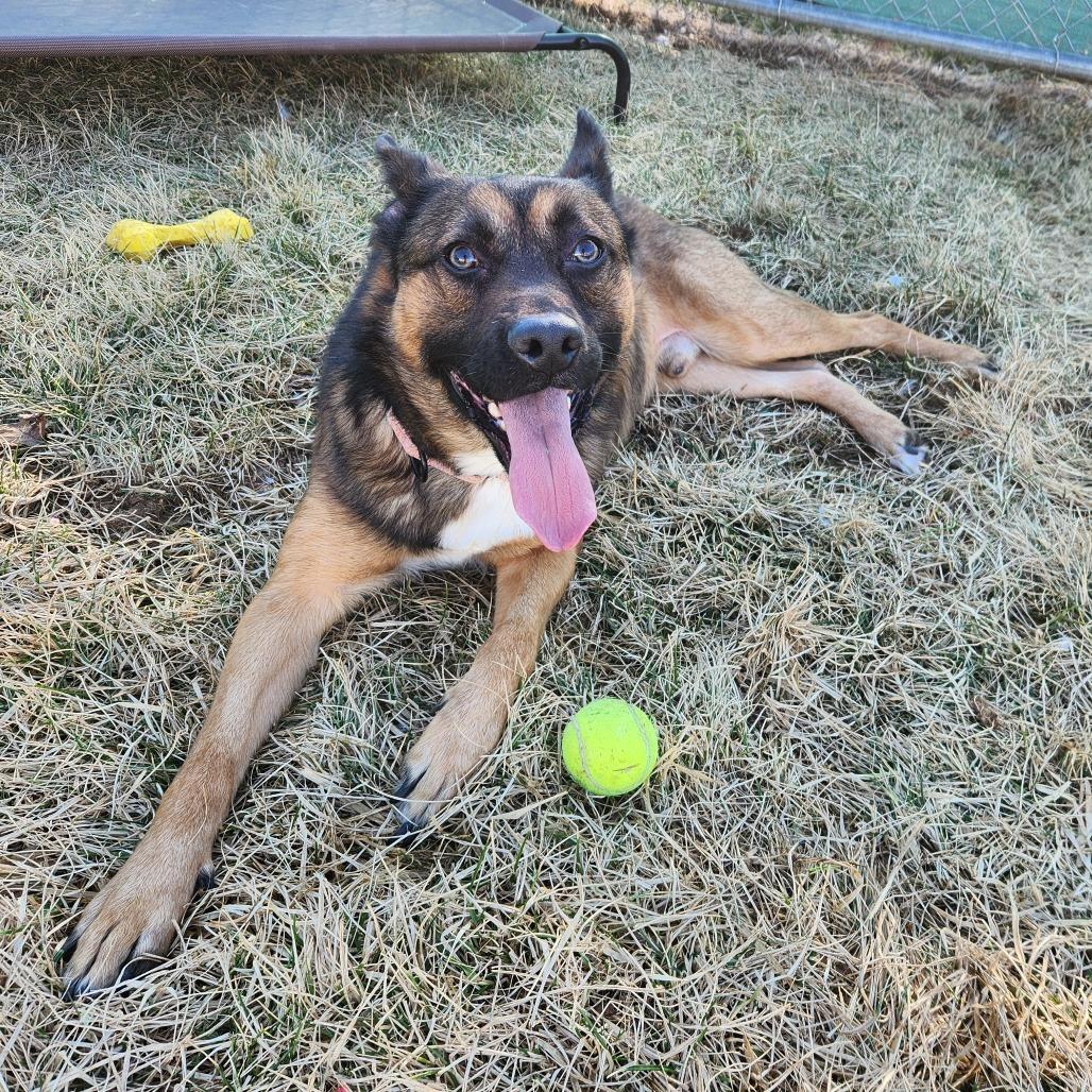 Drake, a Adoptable mixed breed in Harrisonburg, VA image 1/4