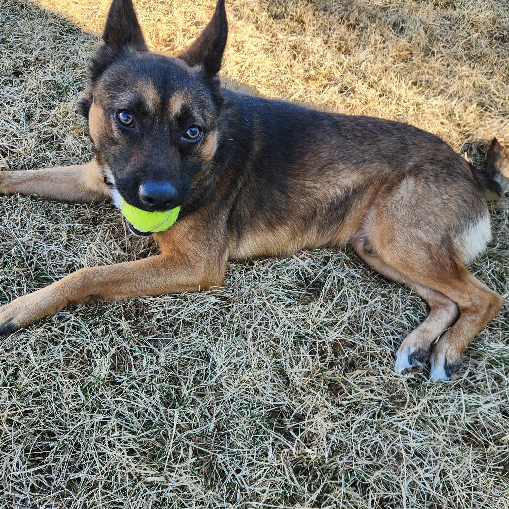 Drake, a Adoptable mixed breed in Harrisonburg, VA image 2/4