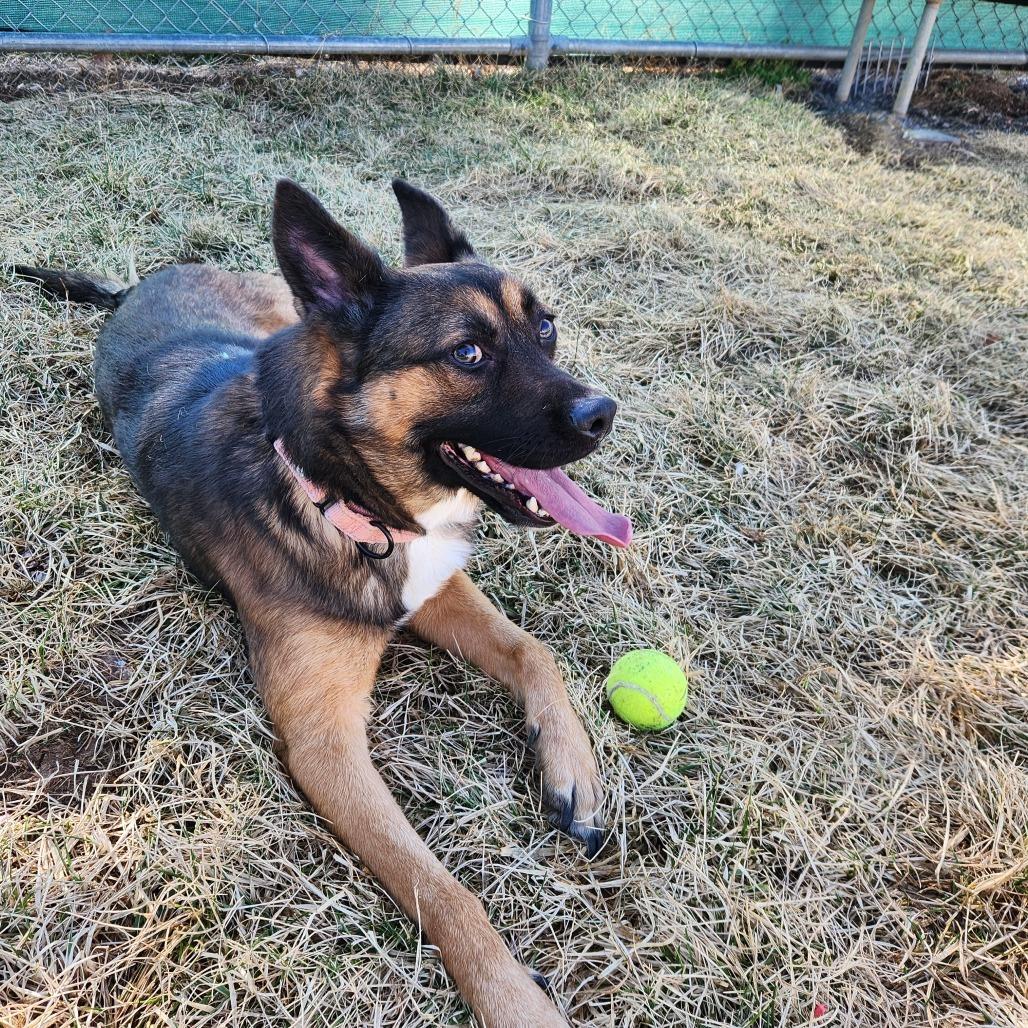 Drake, a Adoptable mixed breed in Harrisonburg, VA image 3/4