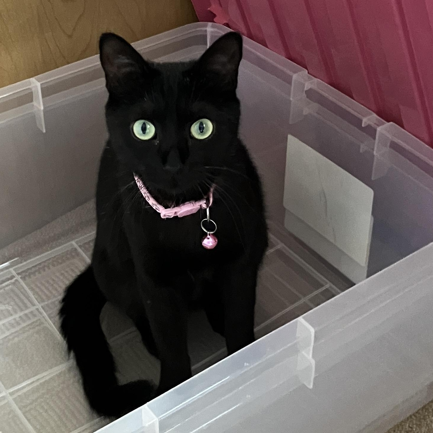 Mika, a Adopted American Shorthair in Puerto Peñasco, SON image 3/5