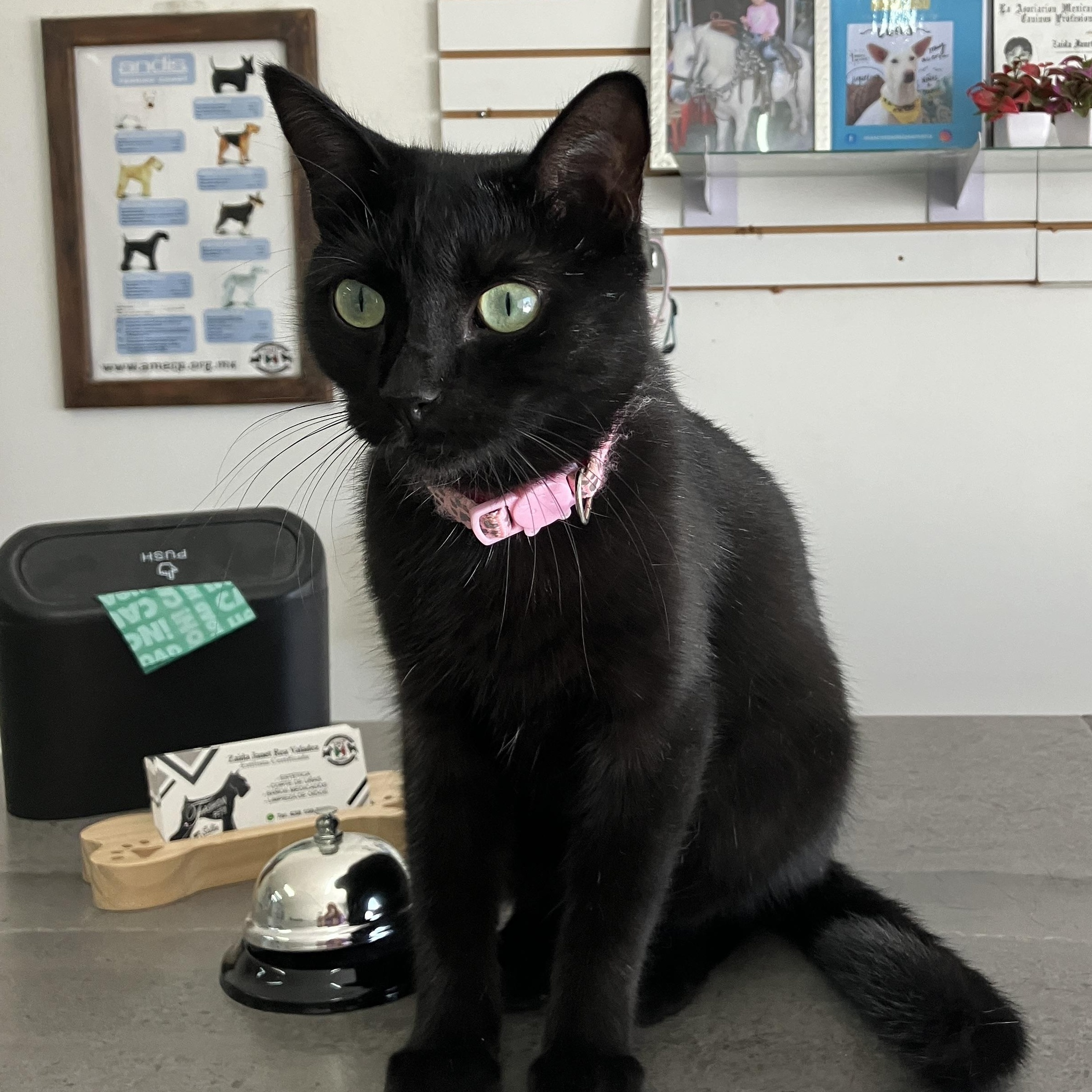 Mika, a Adopted American Shorthair in Puerto Peñasco, SON image 5/5
