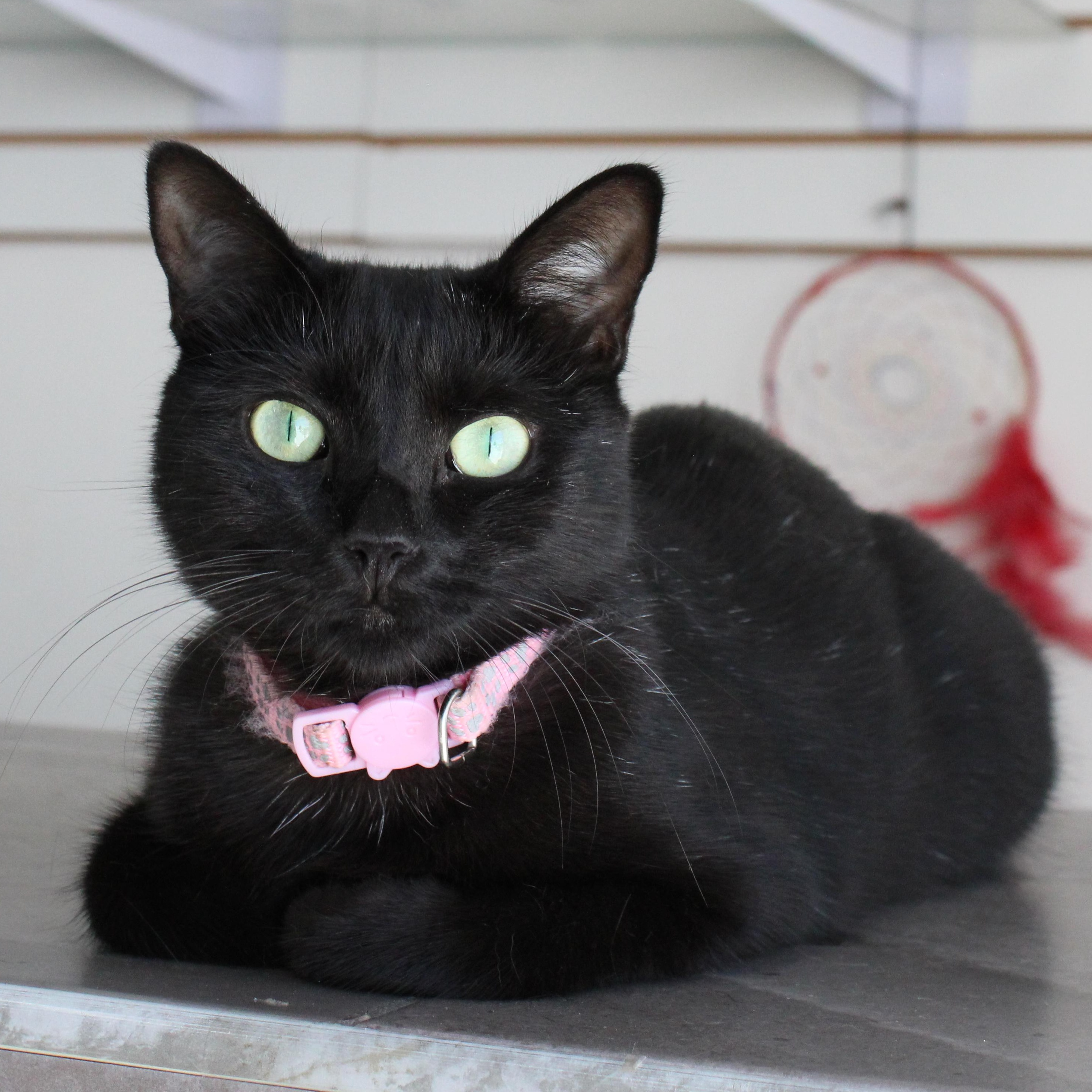 Mika, Adopted, Adult Female American Shorthair.