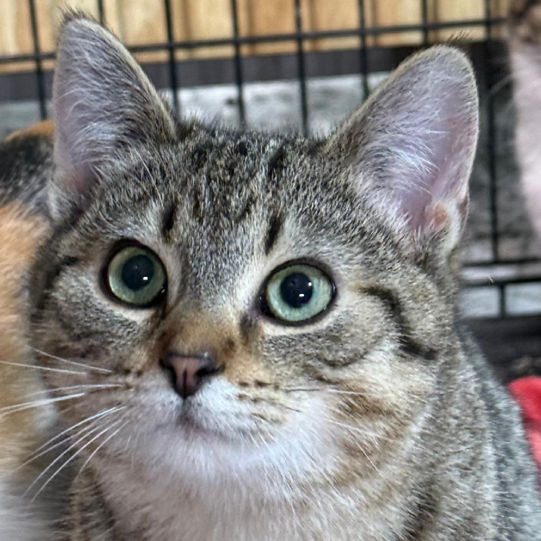 Enlarge GEORGIE, a ADOPTABLE Domestic Short Hair in Gresham, WI image 1/1