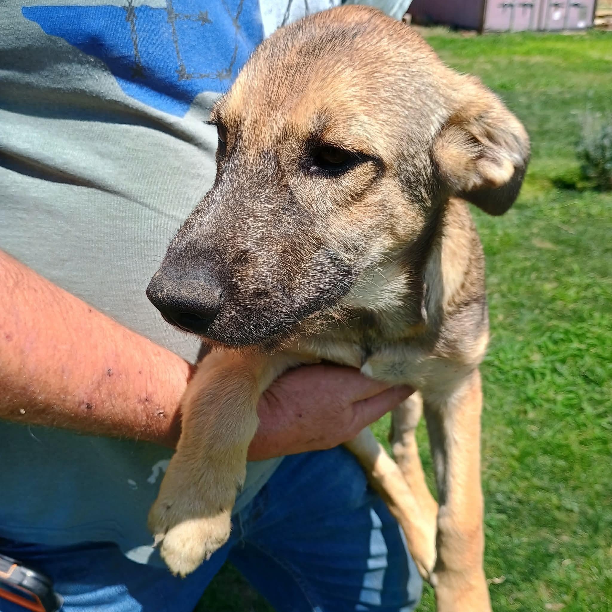 Ruby, a ADOPTABLE mixed breed in Glenolden, PA image 1/6