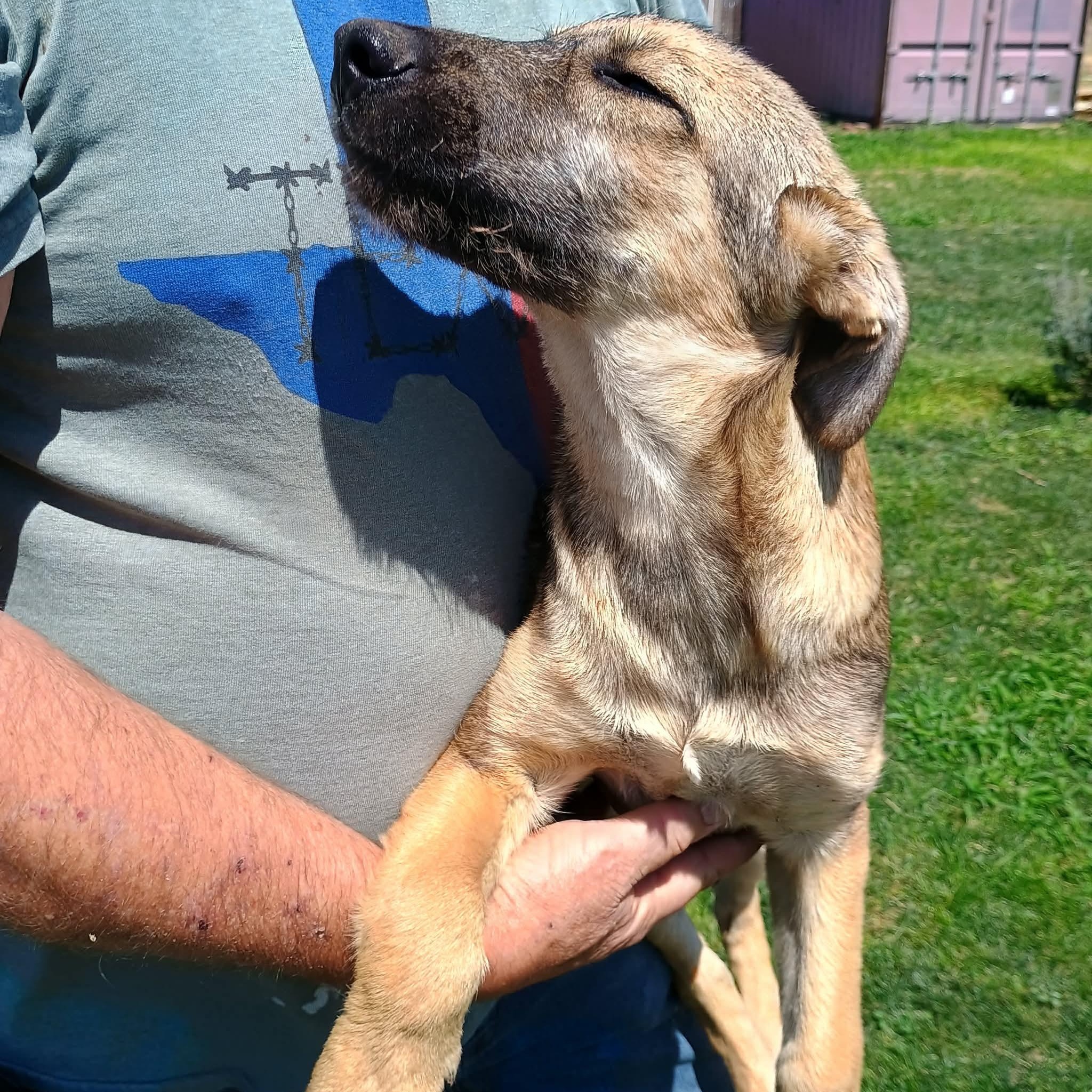 Ruby, a ADOPTABLE mixed breed in Glenolden, PA image 4/6